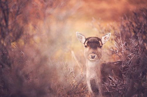 in die Augen der Hirsche schauen
