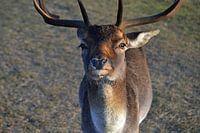 Ein Damhirsch in den Dünen der Amsterdamer Wasserversorgung