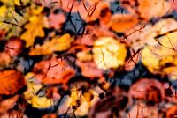 Herfstblaadjes