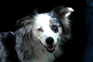 Hund (2)