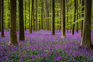 Hallerbos Ruhm