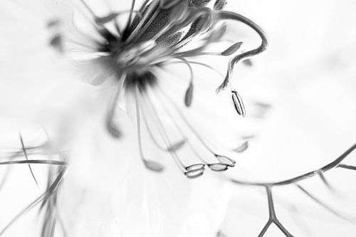 Abstraktes Fräulein von MientjeBerkersPhotography