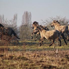 Konik-Pferde von John Kerkhofs