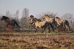 Chevaux Konik sur John Kerkhofs