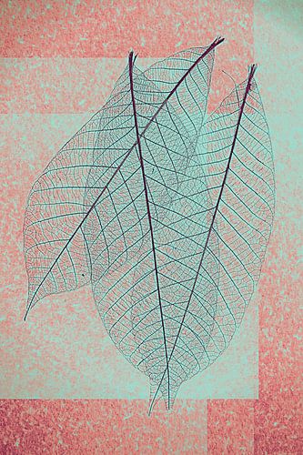 Abstract skelet blad .