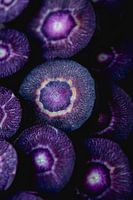 PURPLE - 1