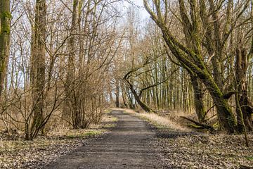 Bos in Zuid Holland van Consala van  der Griend