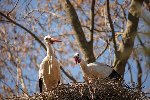 Storks nesting