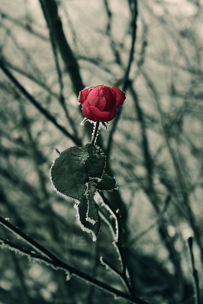 Bevroren roos par Een Vrouwsel