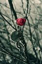 Bevroren roos par Een Vrouwsel Aperçu