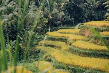 Gelaagde Rijstveld, Tegalalang Rice Terrace van Wahid Fayumzadah