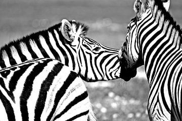 Zebra's in het wild monochroom van Werner Lehmann