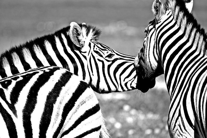 Zebra's in het wild monochroom van Werner Lehmann