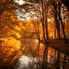 Herfst in het Amsterdamse Bos van Marco Rutten