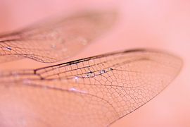 Libellule aux ailes roses sur Milou Hinssen