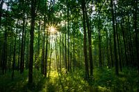 Misty morning sun in the forest