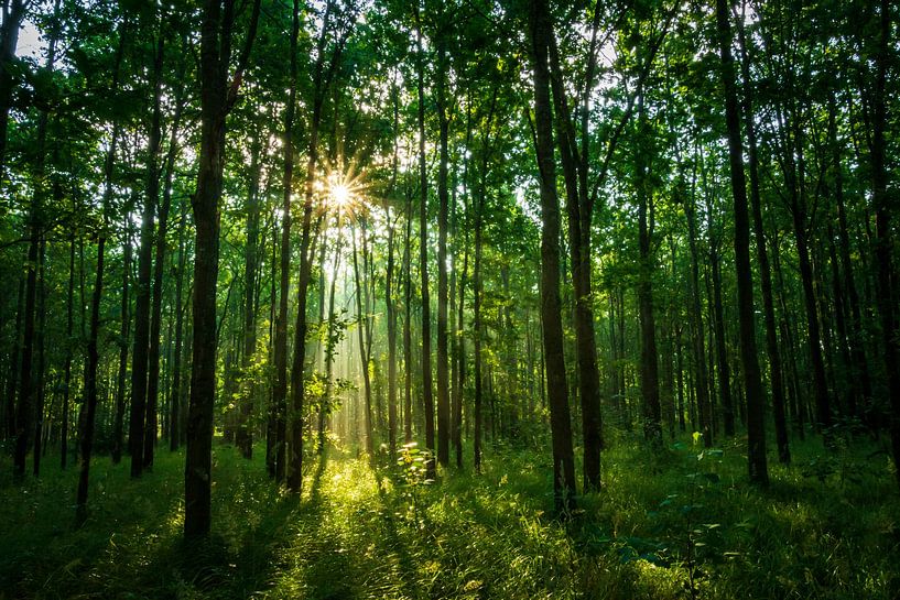 Soleil brumeux du matin dans la forêt par Esther's Photos