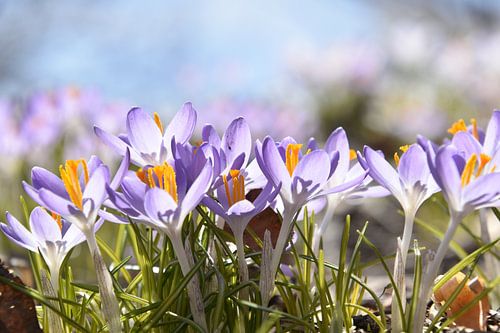 De eerste krokussen in de tuin