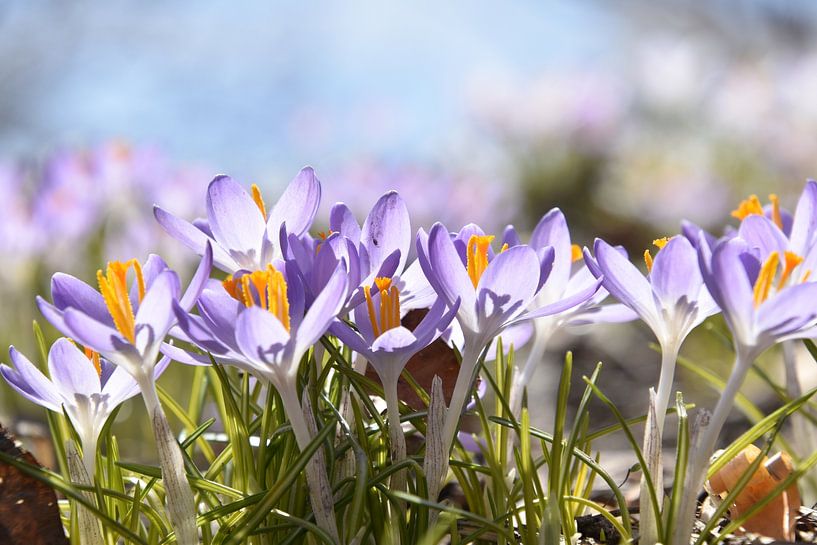 The first crocuses in the garden by Claude Laprise