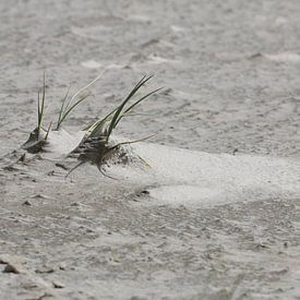 On the beach by Matthias Brix