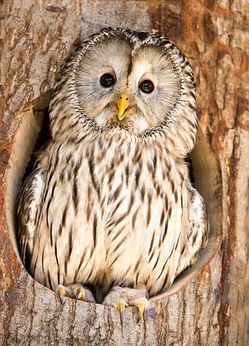 Oeral on the lookout from the nest.