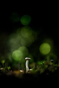 Lumière verte