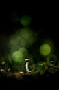 Grünes Licht von Bob Daalder Miniaturansicht