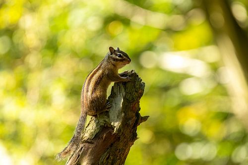 Nieuwsgierige eekhoorn op hoogte