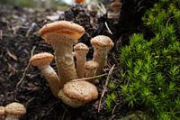 Gruppe von Pilzen neben Moos