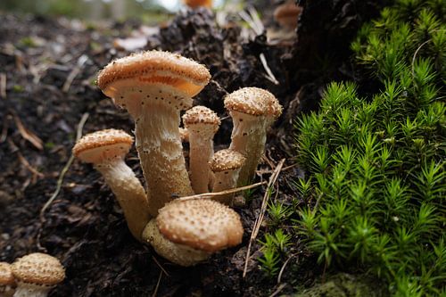 Groupe de champignons à côté de la mousse