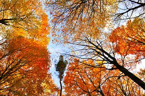 Feuillage orange
