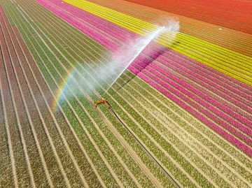 Tulips in a field sprayed by an agricultural sprinkler during spring