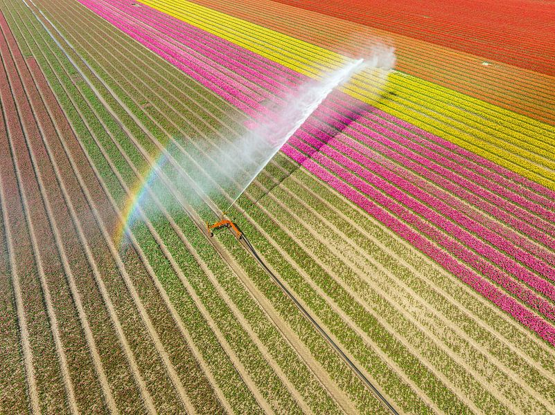 Tulpen in een veld besproeid door een landbouwsproeier tijdens de lente van Sjoerd van der Wal Fotografie