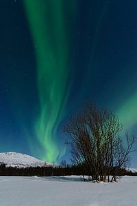 Aurora Northern Polar light dans le ciel de nuit sur le nord de la Norvège sur Sjoerd van der Wal Photographie