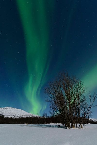Aurora Northern Polar Licht im Nachthimmel über Nord-Norwegen von Sjoerd van der Wal Fotografie