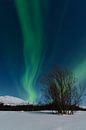 Aurora Northern Polar Licht im Nachthimmel über Nord-Norwegen von Sjoerd van der Wal Fotografie Miniaturansicht