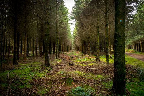 Het bos van de vrijheid