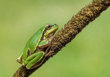 Tree frog by Katinka Mann