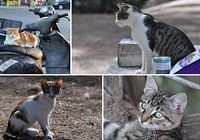 Cats of Kos