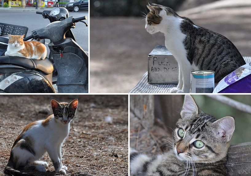 De katten van Kos, Griekenland van Miranda Lodder