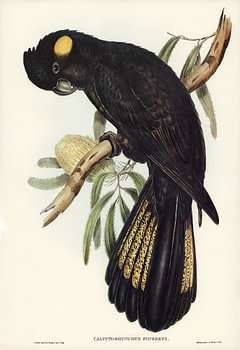 Kakadu