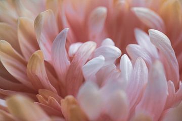 Detail van een Dahlia Bloem in pastelkleuren van Crystal Clear