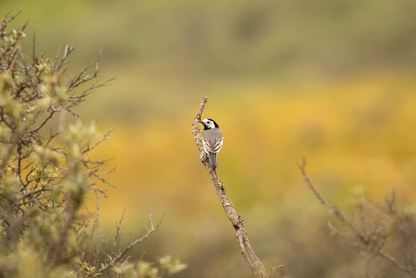 Schöner kleiner Vogel auf einem Zweig von Marcel Alsemgeest