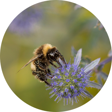 Hommel's Wereld van Charlene van Koesveld