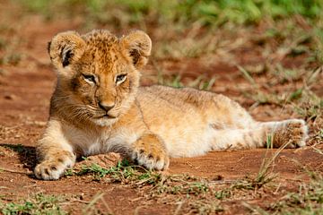 petit lion sur Peter Michel