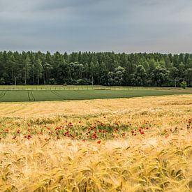 Korenveld met klaprozen in Gelinden (B) van Martine Dignef