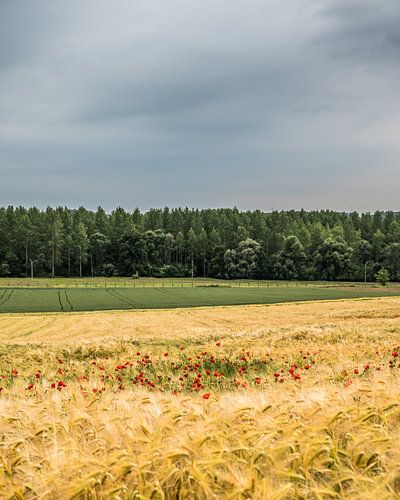 Wheatfield with poppies in Gelinden (B)