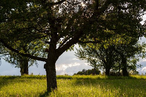 Boom in zonnig groen landschap