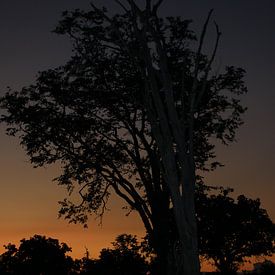 Sunset Zambia by Jennifer van Wijk