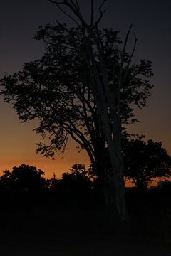 Sunset Zambia by Jennifer van Wijk